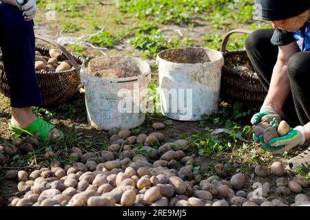 Deux travailleurs diligents sont engagés dans le tri des pommes de terre fraîchement récoltées à l'extérieur. L'agriculteur collecte soigneusement les pommes de terre des terres agricoles, le Banque D'Images