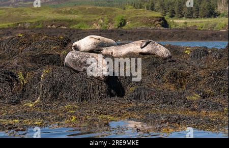 Loch Dunvegan, île de Skye, Écosse, Royaume-Uni. 5 juin 2023. Phoques gris pondus sur des rochers recouverts d'algues au large de Dunvegan, île de Skye dans le H écossais Banque D'Images