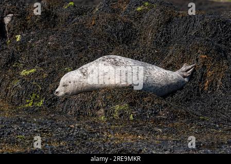 Loch Dunvegan, île de Skye, Écosse, Royaume-Uni. 5 juin 2023. Phoque gris pondant sur des rochers recouverts d'algues au large de Dunvegan, île de Skye dans le Hi écossais Banque D'Images