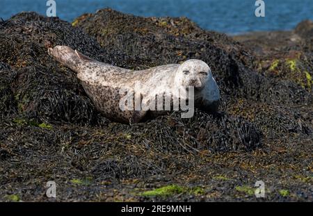 Loch Dunvegan, île de Skye, Écosse, Royaume-Uni. 5 juin 2023. Phoque gris pondant sur des rochers recouverts d'algues au large de Dunvegan, île de Skye dans le Hi écossais Banque D'Images