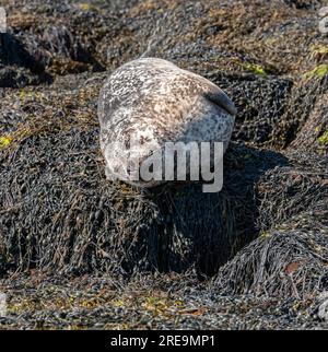 Loch Dunvegan, île de Skye, Écosse, Royaume-Uni. 5 juin 2023. Phoque gris pondant sur des rochers recouverts d'algues au large de Dunvegan, île de Skye dans le Hi écossais Banque D'Images