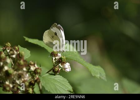 Profil à droite, face à face image d'un grand papillon blanc (Pieris brassicae) montrant des traits faciaux pointus, perché sur une fleur de mûrier, au pays de Galles, Royaume-Uni Banque D'Images