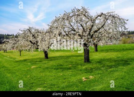 Printemps pittoresque avec des cerisiers à fleurs blanches Banque D'Images