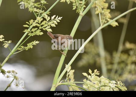 Centre avant-plan image d'un ruisseau d'hiver (Troglodytes troglodytes) perché dans le profil droit sur la tige verticale verte de la plante sur fond d'eau de rivière Banque D'Images