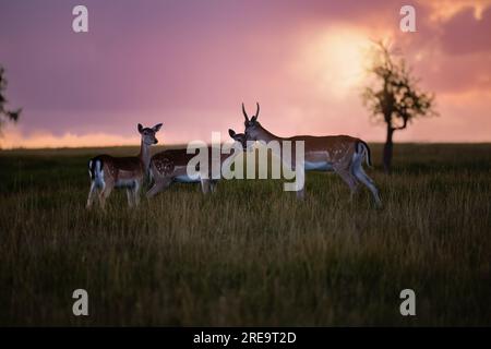 Un couple de cerfs de jachère sur un champ dans la lumière chaude du coucher du soleil en Allemagne, en Europe Banque D'Images