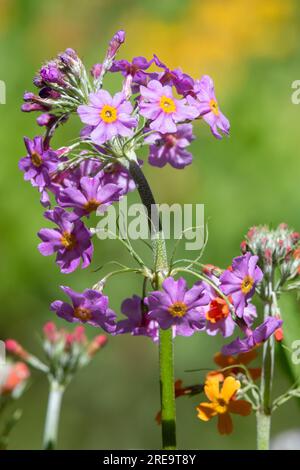 Gros plan de fleurs de candélabre primevère (primula bulleyana) en fleurs Banque D'Images