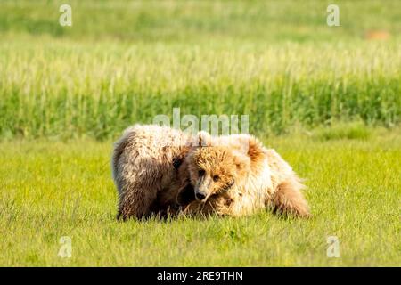 Paire de jeunes ours bruns joueurs dans un pré sur la baie de Hallo dans le parc national de Kattmai, Alaska. Banque D'Images