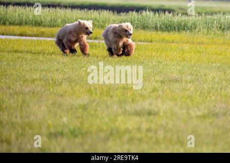 Paire de jeunes ours bruns courant à travers le pré sur la baie de Hallo dans le parc national de Kattmai, Alaska. Banque D'Images