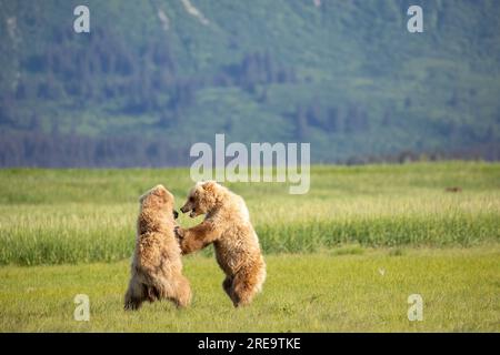 Paire de jeunes ours bruns côtiers s'affrontant sur la baie de Hallo dans le parc national de Kattmai, Alaska. Banque D'Images