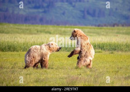 Paire de jeunes oursons bruns sparring dans le meadwon sur la baie de Hallo dans le parc national de Kattmai, Alaska. Banque D'Images