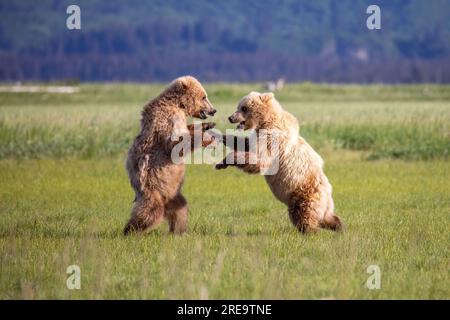 Deux jeunes ours bruns de la côte jouent au fightihng dans un pré sur la baie de Hallo dans le parc national de Kattmai, en Alaska. Banque D'Images