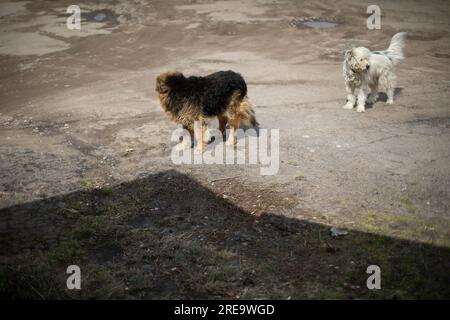 Deux chiens dans la rue. Animal de compagnie sans abri. Animaux en ville. Chiens abandonnés. Banque D'Images