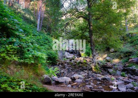 Ruisseau qui tombe entre les pierres dans une forêt enchantée à l'aube, Sierra Guadarrama, Madrid. Banque D'Images