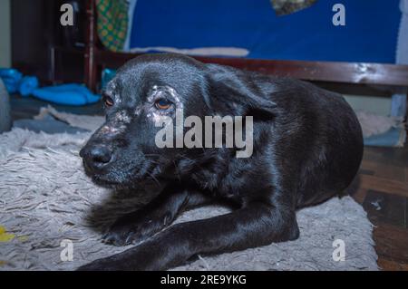 chien aux cheveux noirs et aux yeux meurtris par une infection, triste cahorro. Banque D'Images