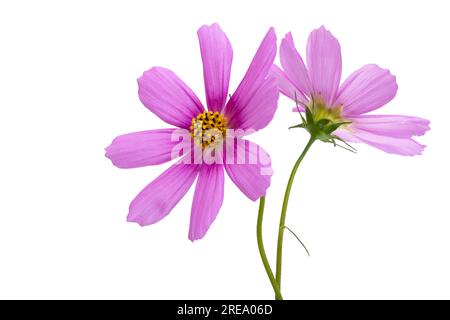 fleur cosmea isolée sur fond blanc Banque D'Images