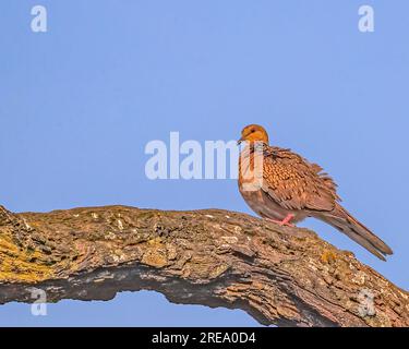 Une colombe tachetée reposant sur un arbre Banque D'Images