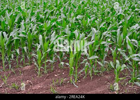 Jeunes plants de maïs (Zea mays) poussant dans les champs Banque D'Images