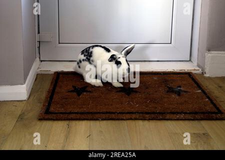 Joli lapin de maison noir et blanc, animal de compagnie, à l'intérieur sur tapis de porte Banque D'Images