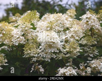 Gros plan du fantôme d'arbuste de jardin vivace à floraison blanche hortensia paniculata Banque D'Images