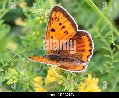 Papillon Lycaena dispar sur une fleur à l'état sauvage Banque D'Images