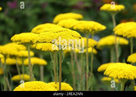 Gros plan de la plante herbacée vivace herbacée à fleurs jaunes à tête plate achillea filipendulina parker's variété ou Yarrow. Banque D'Images