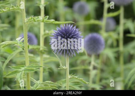 Gros plan de la forme ronde bleu fleur herbacée jardin vivace echinops bannaticus taplow bleu ou Globe Thistle. Banque D'Images