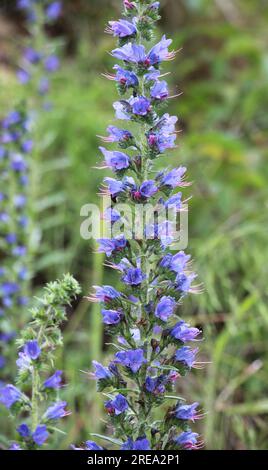 Dans la nature, parmi les herbes sauvages fleur Echium vulgare Banque D'Images