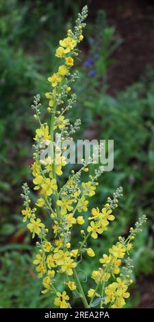 Une des espèces de mulléine, Verbascum lychnitis, se blooms dans la nature Banque D'Images