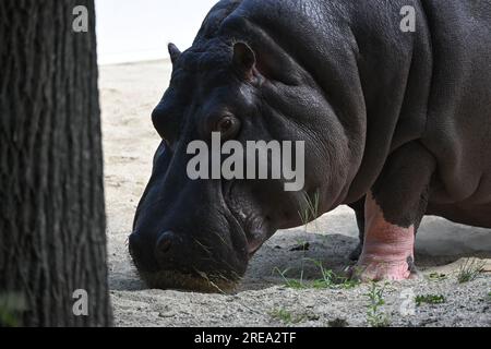 Hippopotame près d'un arbre Banque D'Images