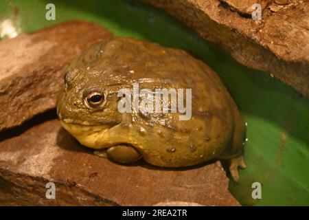 African bullfrog Banque D'Images