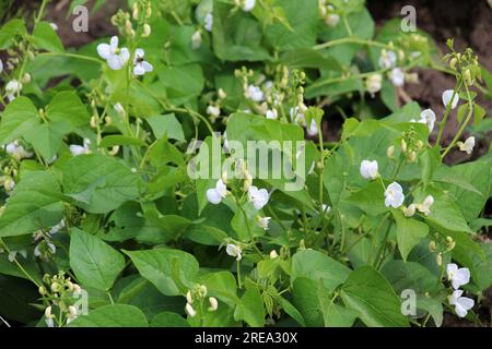 Le haricot commun (Phaseolus vulgaris) fleurit dans le jardin Banque D'Images