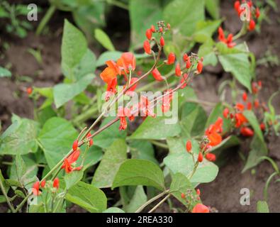 Le haricot commun (Phaseolus vulgaris) fleurit dans le jardin Banque D'Images