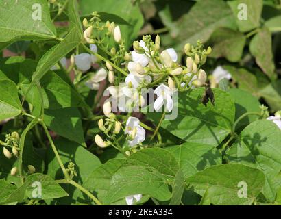 Le haricot commun (Phaseolus vulgaris) fleurit dans le jardin Banque D'Images