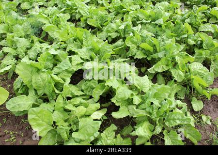 Une jeune betterave fourragère (Beta vulgaris) pousse dans un champ agricole, destinée à l'engraissement des animaux Banque D'Images