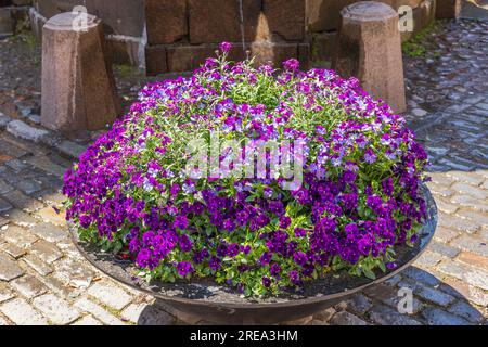 Vue magnifique sur le grand lit de fleurs avec fleurs violettes fleuries sur la rue pavée de la vieille ville de Stockholm. Banque D'Images
