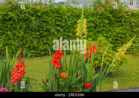 Vue magnifique des fleurs colorées dans les lits de jardin sur fond vert de la nature. Banque D'Images