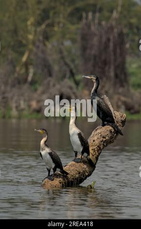 Trois cormorans (deux bicolores, un noir) assis l'un à côté de l'autre sur du bois mort dans le lac Naivasha, Kenya, Afrique Banque D'Images