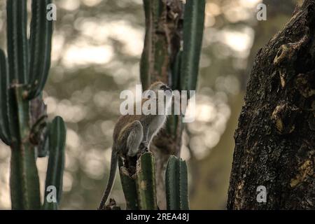 Singe vervet assis sur un cactus au lac Naivasha, Kenya, Afrique Banque D'Images