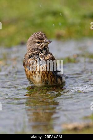 Common Linnet (Carduelis cannabina) baignade femelle adulte Eccles-on-Sea, Norfolk, Royaume-Uni. Avril Banque D'Images