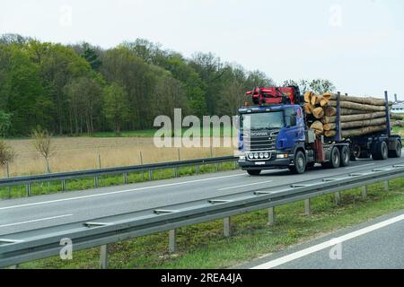 Dresde, Allemagne - 24 avril 2023 : camion de bois transporte des arbres coupés de la forêt le long de la route. industrie forestière. Banque D'Images