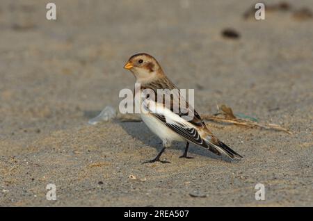 Snow Bunting (Plectrophenax nivalis) premier mâle d'hiver sur la plage de sable Eccles-on-Sea, Norfolk, Royaume-Uni. Décembre Banque D'Images