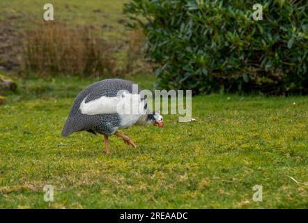 Guineafowl oiseau se nourrissant dans l'herbe pour la graine Banque D'Images