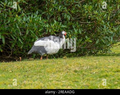 Guineafowl oiseau se nourrissant dans l'herbe pour la graine Banque D'Images