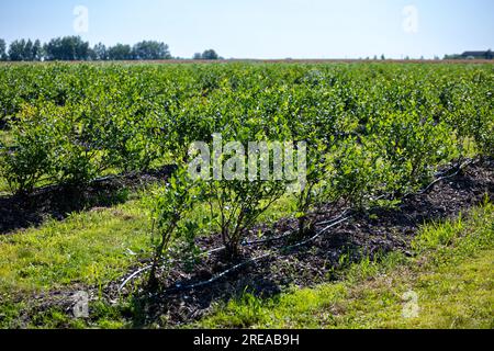 Buissons de bleuets sur une plantation irriguée. Mi-juillet est le moment des baies mûres et de la première récolte. Grandes baies juteuses sucrées et aigres sur le soutien-gorge Banque D'Images