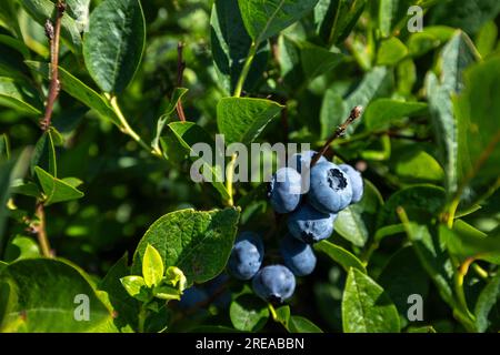 Buissons de bleuets sur une plantation irriguée. Mi-juillet est le moment des baies mûres et de la première récolte. Grandes baies juteuses sucrées et aigres sur le soutien-gorge Banque D'Images