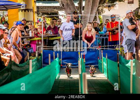 Huntington Beach, Californie, États-Unis. 24 juin 2018. Deux concurrents courent depuis la porte de départ tandis que les spectateurs se réjouissent et que d'autres câlinent leurs canines lors d'une petite course de chiens à Huntington Beach, en Californie. (Image de crédit : © Spencer Grant/ZUMA Press Wire) USAGE ÉDITORIAL SEULEMENT! Non destiné à UN USAGE commercial ! Banque D'Images