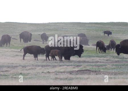 Troupeau de bisons en mouvement avec Baby Nursing Banque D'Images