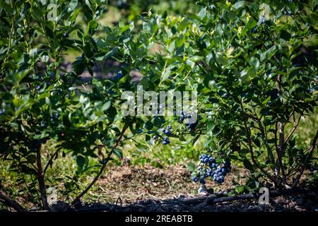 Buissons de bleuets sur une plantation irriguée. Mi-juillet est le moment des baies mûres et de la première récolte. Grandes baies juteuses sucrées et aigres sur le soutien-gorge Banque D'Images