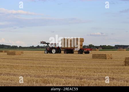 un tracteur équipé d'un chariot avec des balles de foin roule sur un champ de chaume en été Banque D'Images