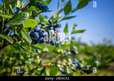 Buissons de bleuets sur une plantation irriguée. Mi-juillet est le moment des baies mûres et de la première récolte. Grandes baies juteuses sucrées et aigres sur le soutien-gorge Banque D'Images